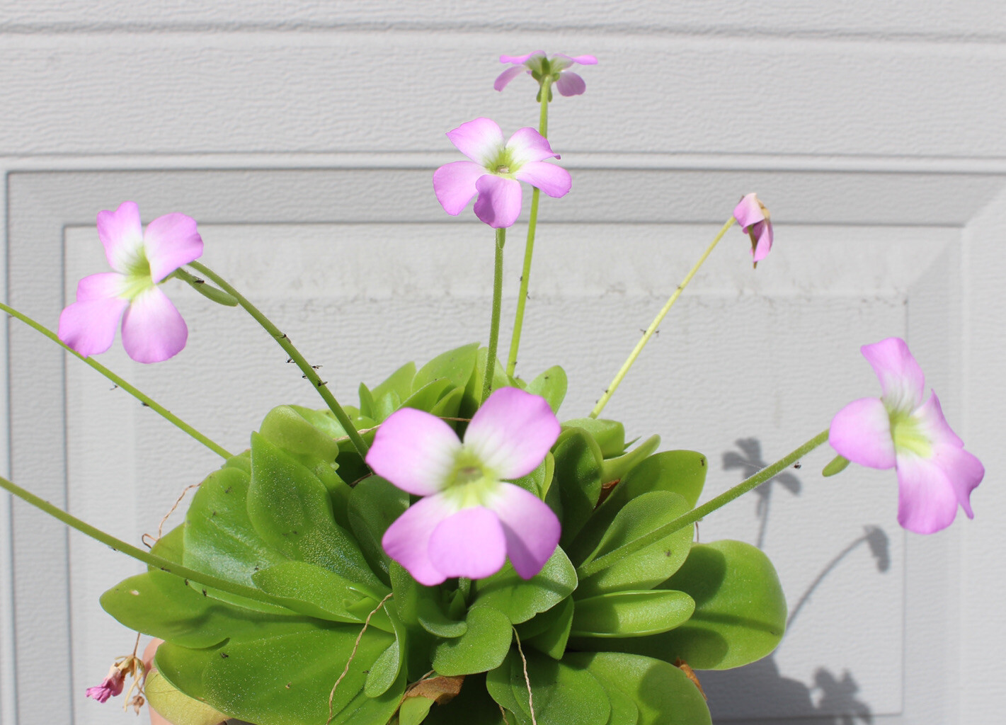 Pinguicula “Guatemala” LARGE flowering adult plant