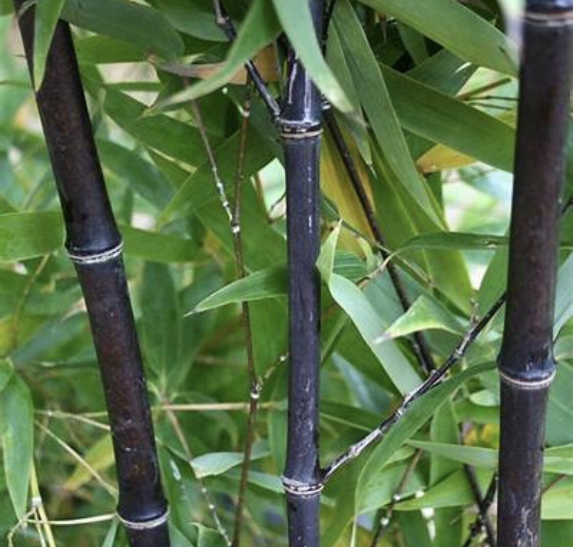 (5) Black Timber Bamboo Phyllostachys Nigra Live Root / Rhizome Bare Root Plant