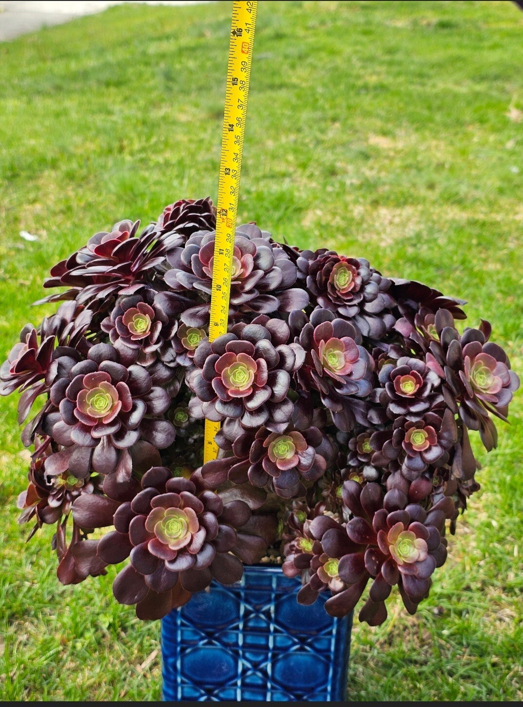 Aeonium Arboreum Velour Bud Crested