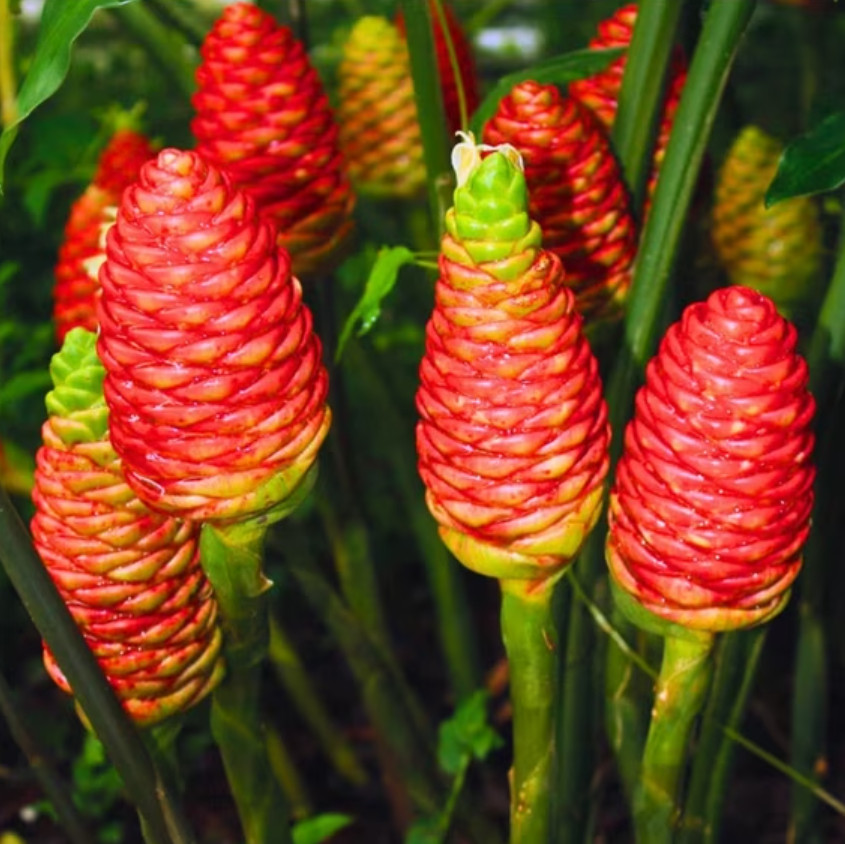 Set of 4 Live Shampoo Ginger Plants (Zingiber zerumbet) – 4-6″ Tall – No Pot