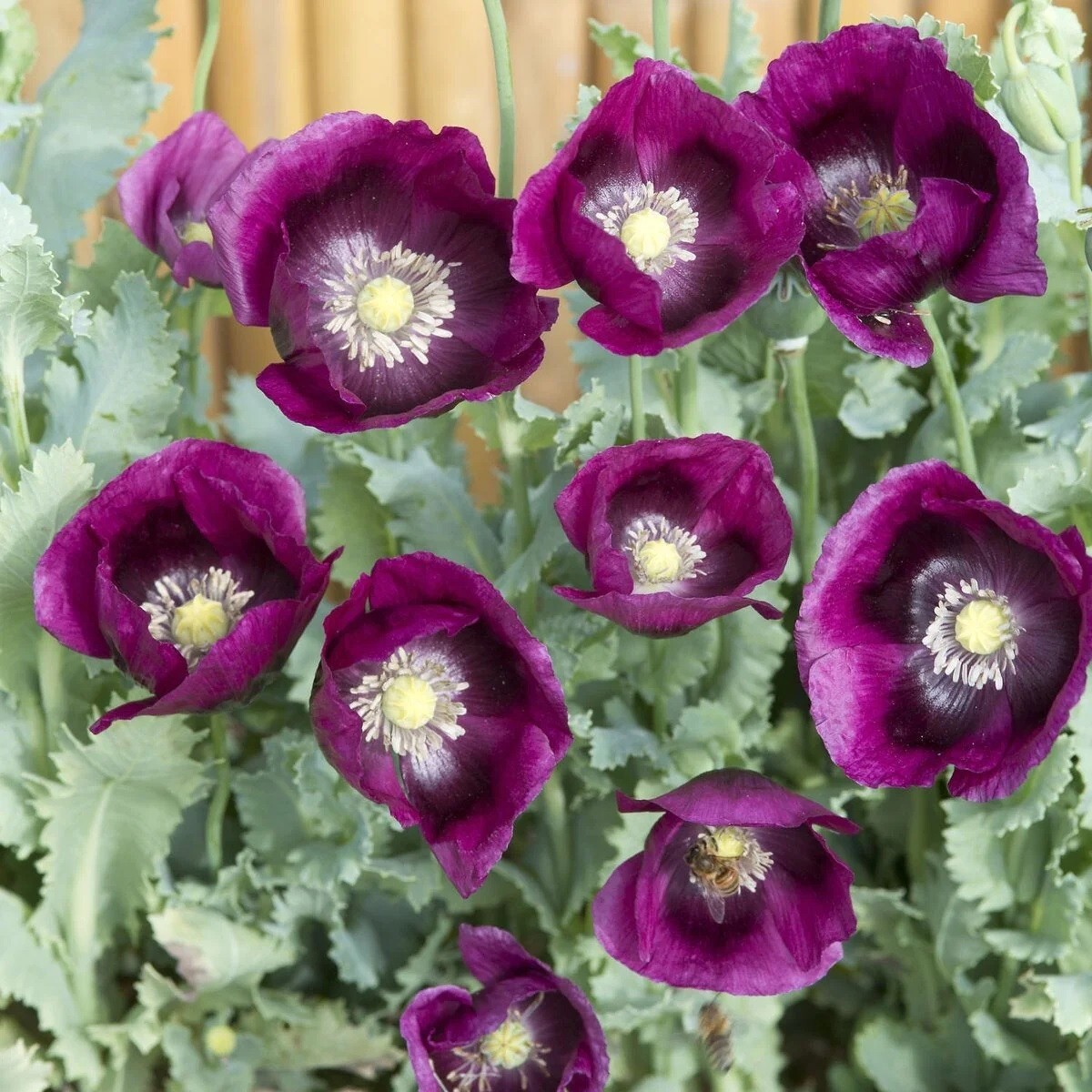 Lauren’s Grape Poppy Seeds (Papaver Somniforum) 1500 Seeds!