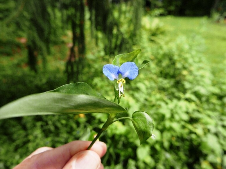 Dayflower Spiderwort cuttings to root (10) (orchid-like blooms)