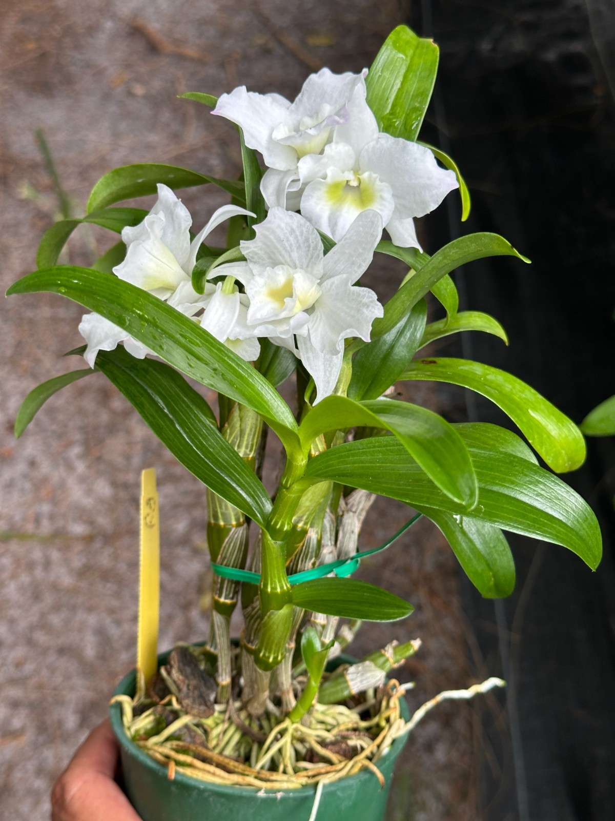 SUMMER SALE – NOBILE DENDROBIUM ORCHID Spring Dream ‘Apollon’ BS plant 4″ pot