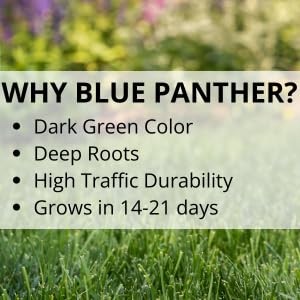 Jonathan Green 10354 Blue Panther Bermudagrass – Lawn 4 Lb