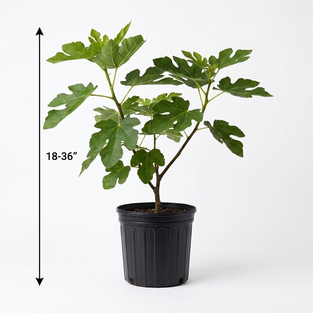 Live Osborne Fig Tree Plant Sweet Edible Purple Fruit Self-Fertile Potted 18-36″
