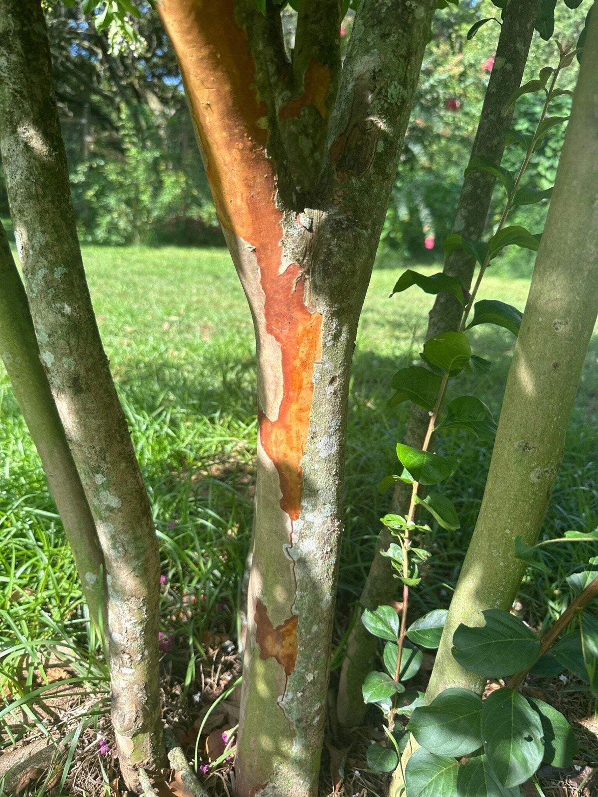 Natchez Crape Myrtle: Majestic Beauty and Continuous Blooms for Your Landscape