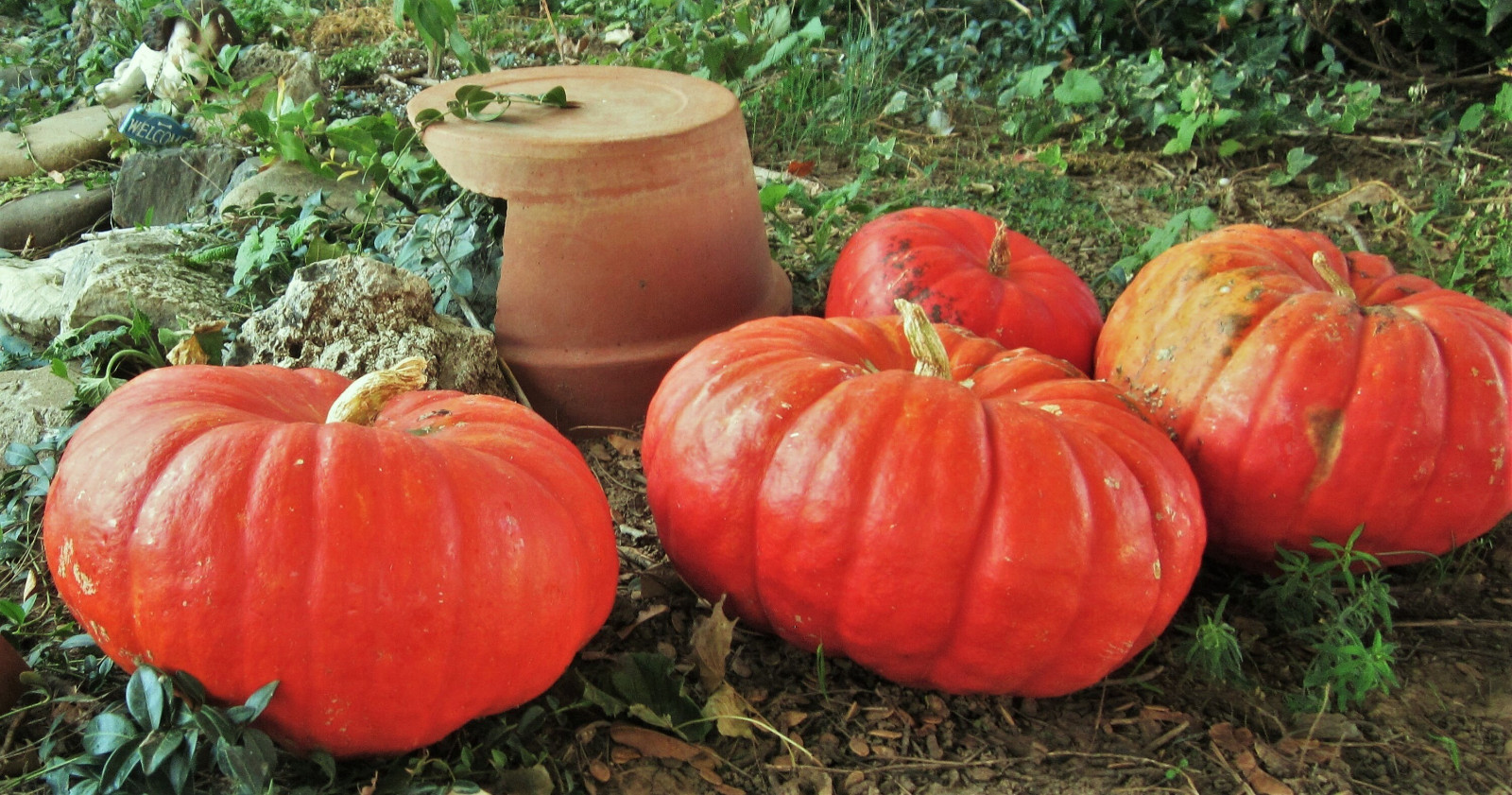 25 Cinderella Pumpkin Seeds — Heirloom – Organic – NON GMO ——— FRESH