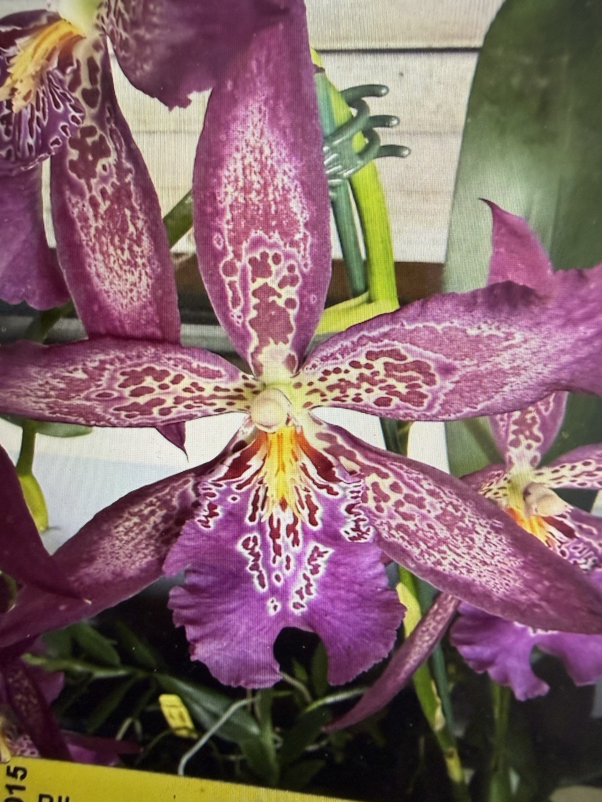 ORCHID Plants 10 Onciduim bulbs $2. each 10 minimum not marked br