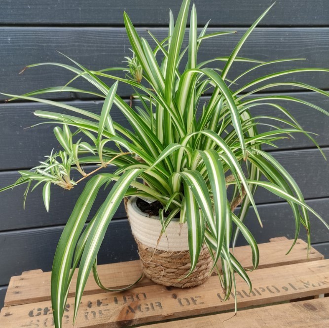 Variegated Spider Live Plant – 4-7″ Tall – Chlorophytum Decoration Houseplant