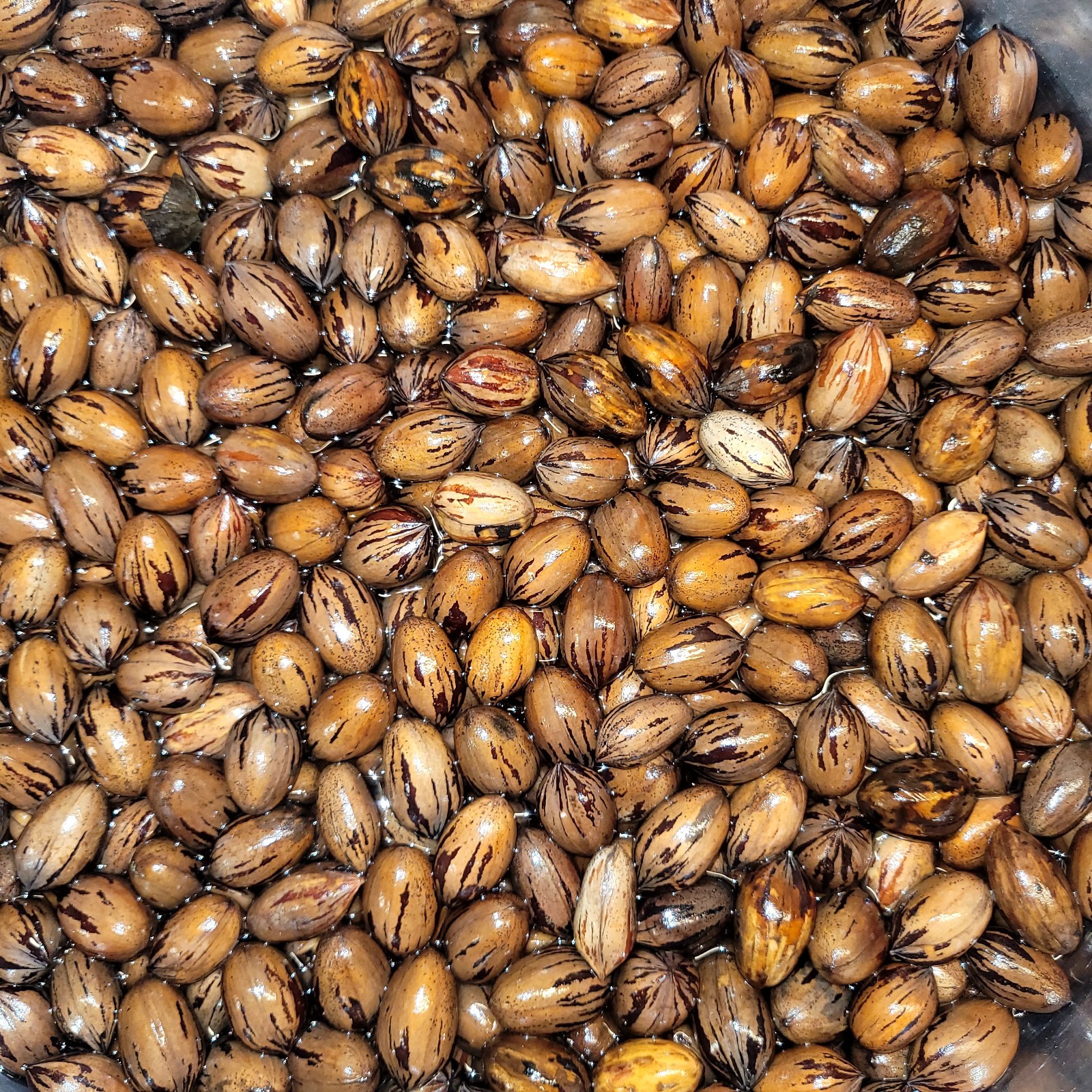 True Northern Pecan Seeds (Carya illinoinensis) Pennsylvania Organically Grown