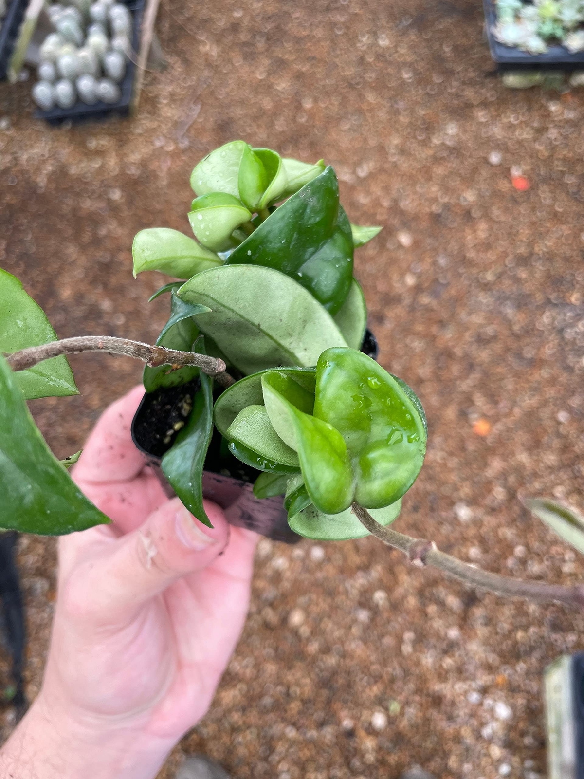 Hoya carnosa compacta Hindu Rope Plant, 2″ Potted Starter, Krinkle Kurl, Porcela