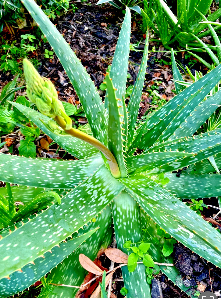 One of zebra maculate Aloe