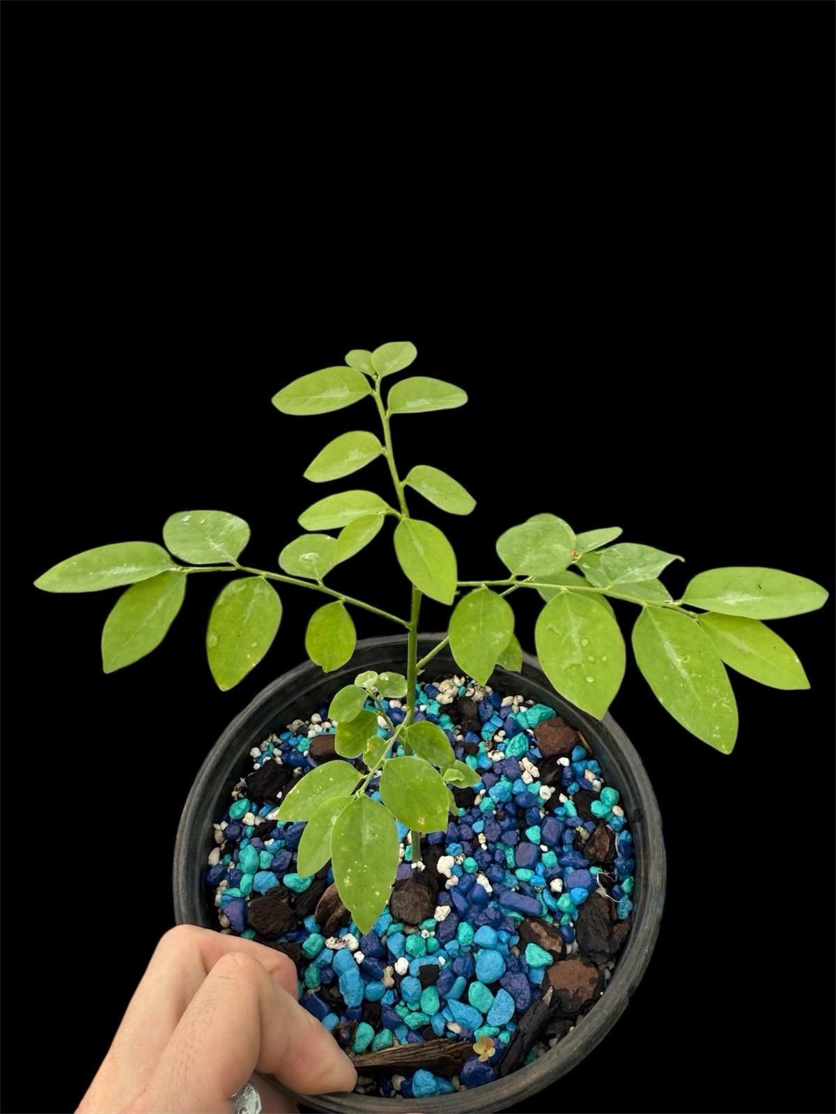 Moringa Oleifera Miracle Tree 4–7” Live Rhizome Cutting Organic Superfood Plant