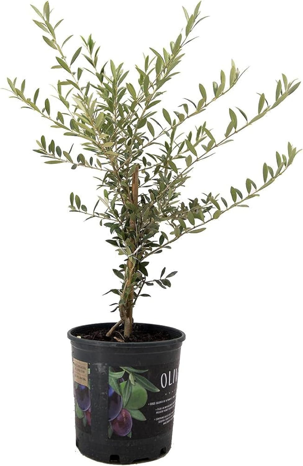 American Plant Exchange Live Arbequina Olive Tree 6″ Pot