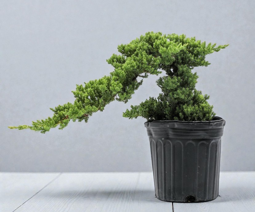 Juniper Pre Bonsai Tree Live Dwarf Evergreen Procumbens Nana Small Zen Garden