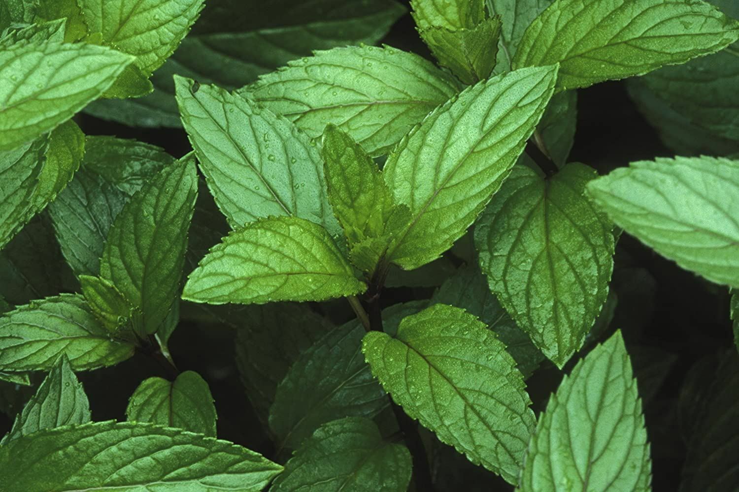 Peppermint Herb Seeds, Peppermint Seeds,”COOL BEANS N SPROUTS” Brand.