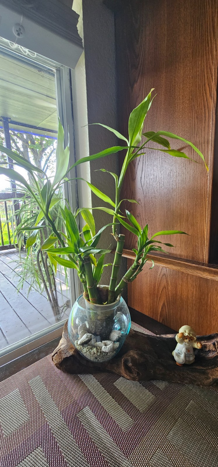 Live LUCKY BAMBOO – Ten 6″ stalks (Great Gift, EASY TO CARE FOR, houseplant)