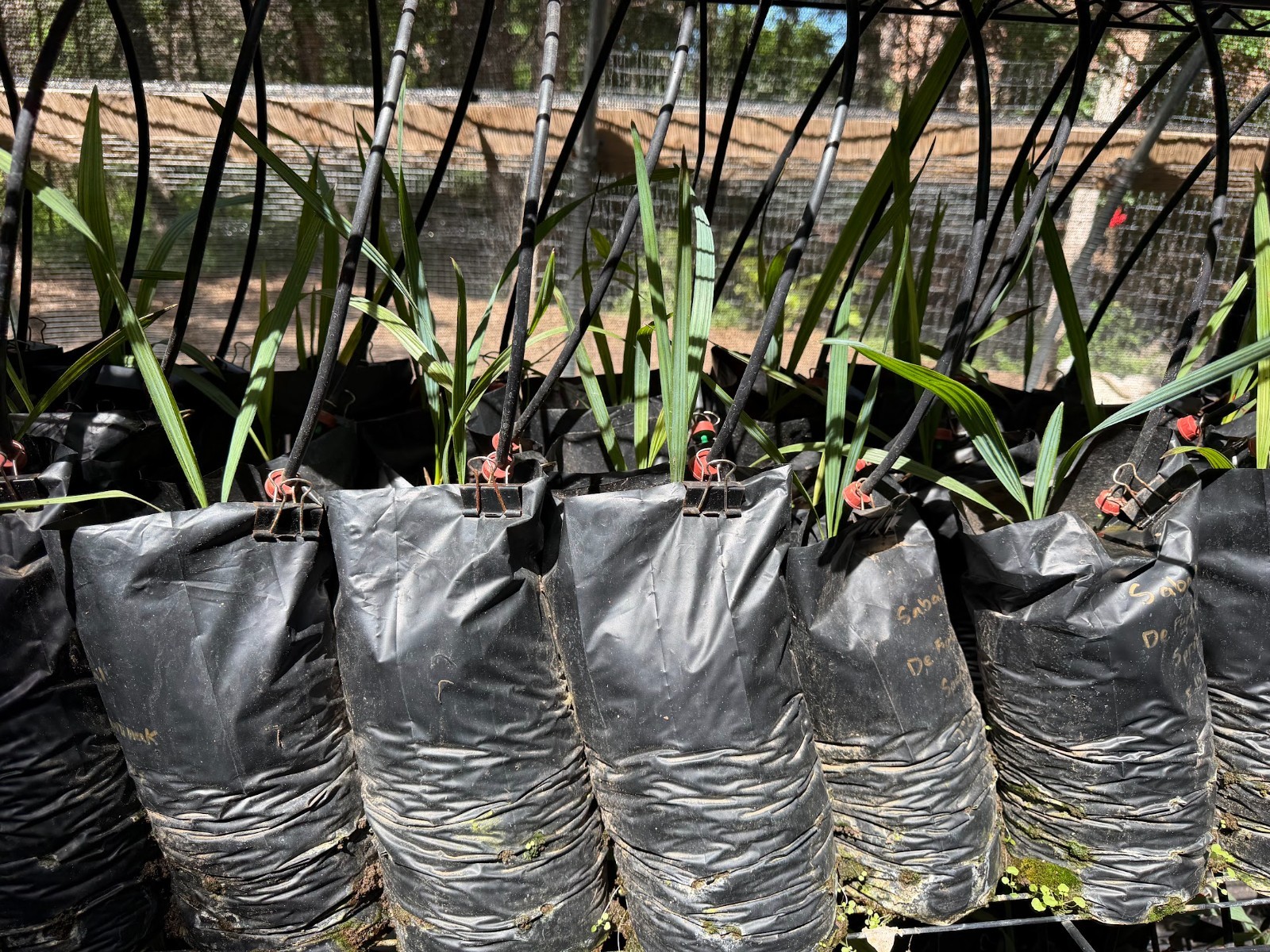Sabal “Defuniak Springs” **RARE and cold hardy palm**