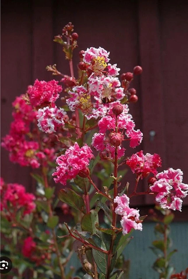 Raspberry Sunday Crape Crepe Myrtle Starter Lagerstroemia Small STARTER Plant