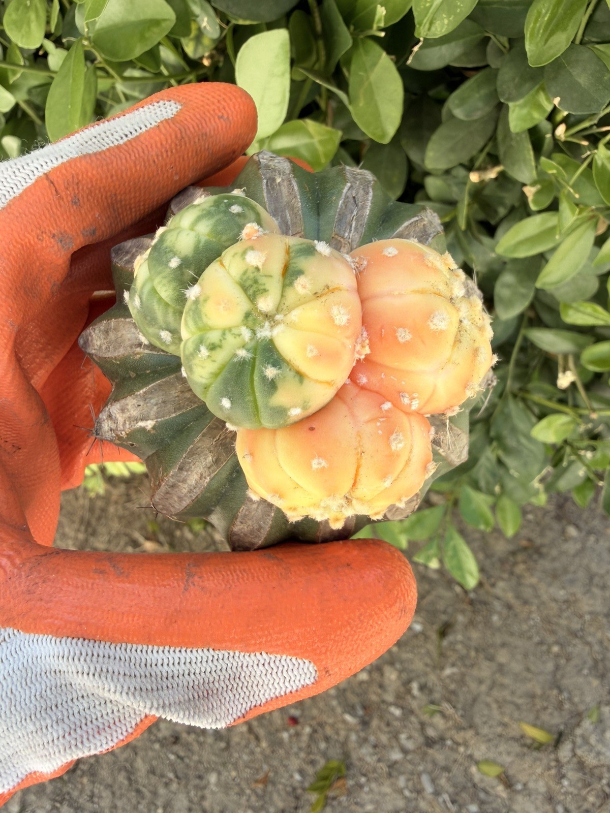 Rare Cactus Variegated Grafted