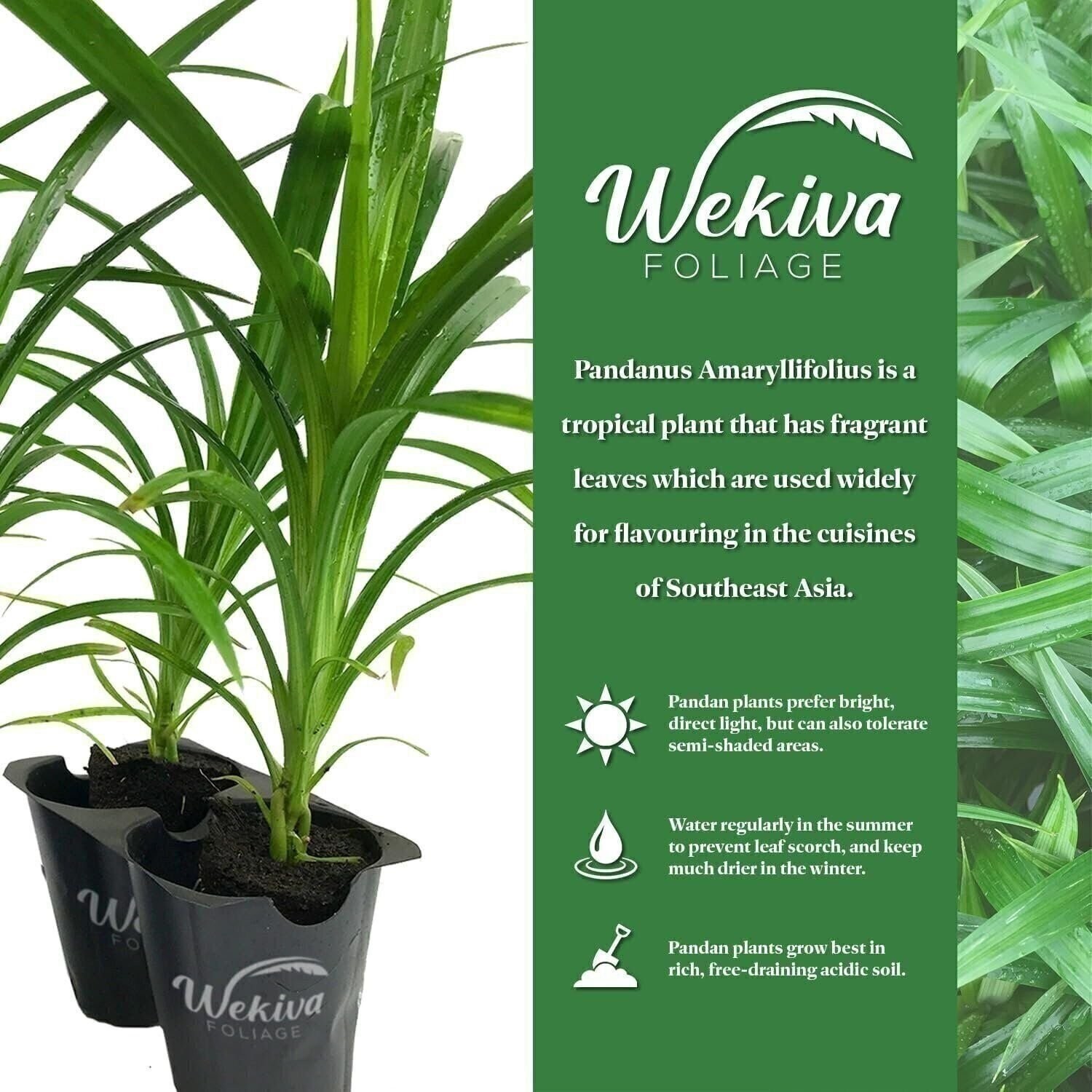 Pandan Plant – Live Plants in 4 Inch Pots – Pandanus Amaryllifolius