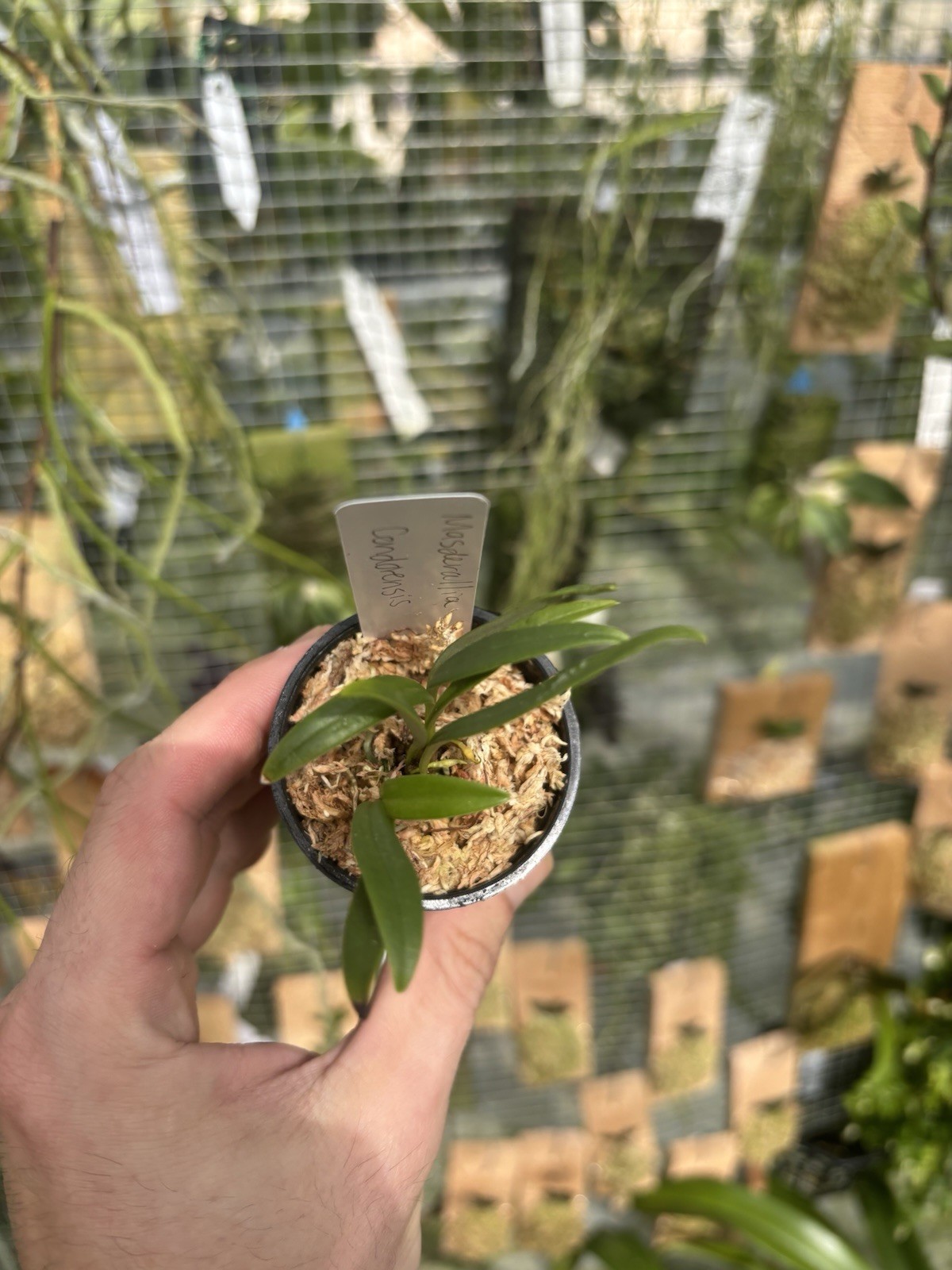 Masdevallia condorensis Rare Miniature Intermediate Orchid Species Bloom Size