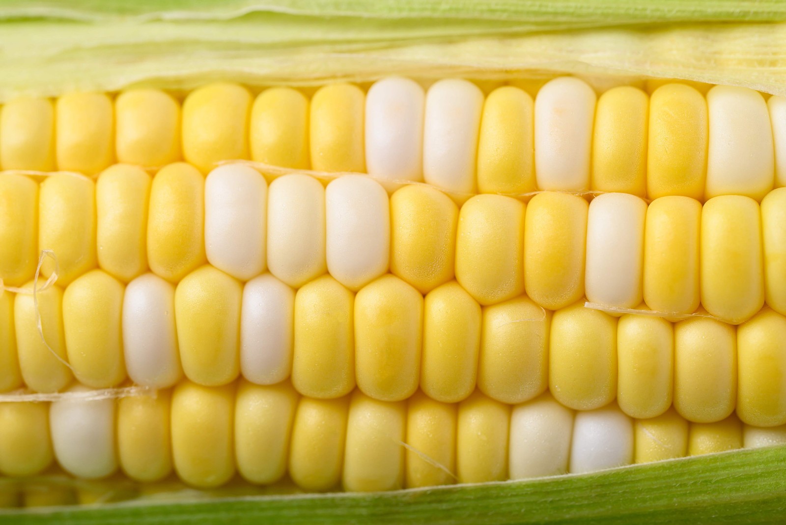 60 BICOLOR CORN DELECTABLE Yellow & White Zea Mays Vegetable Seeds