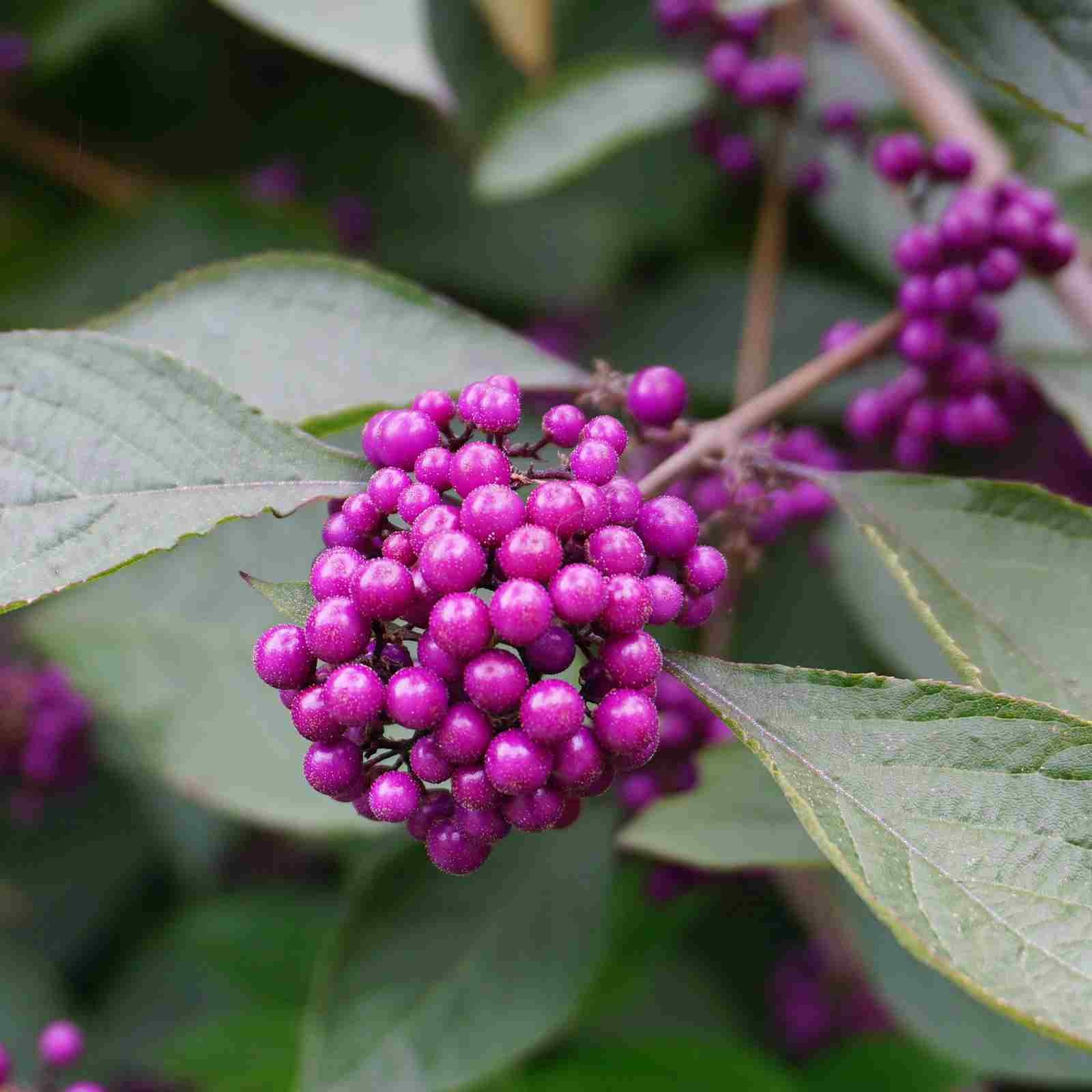 Beauty Berry Issa Japanese Live Plant Purple Fruit Habitat Pollinator