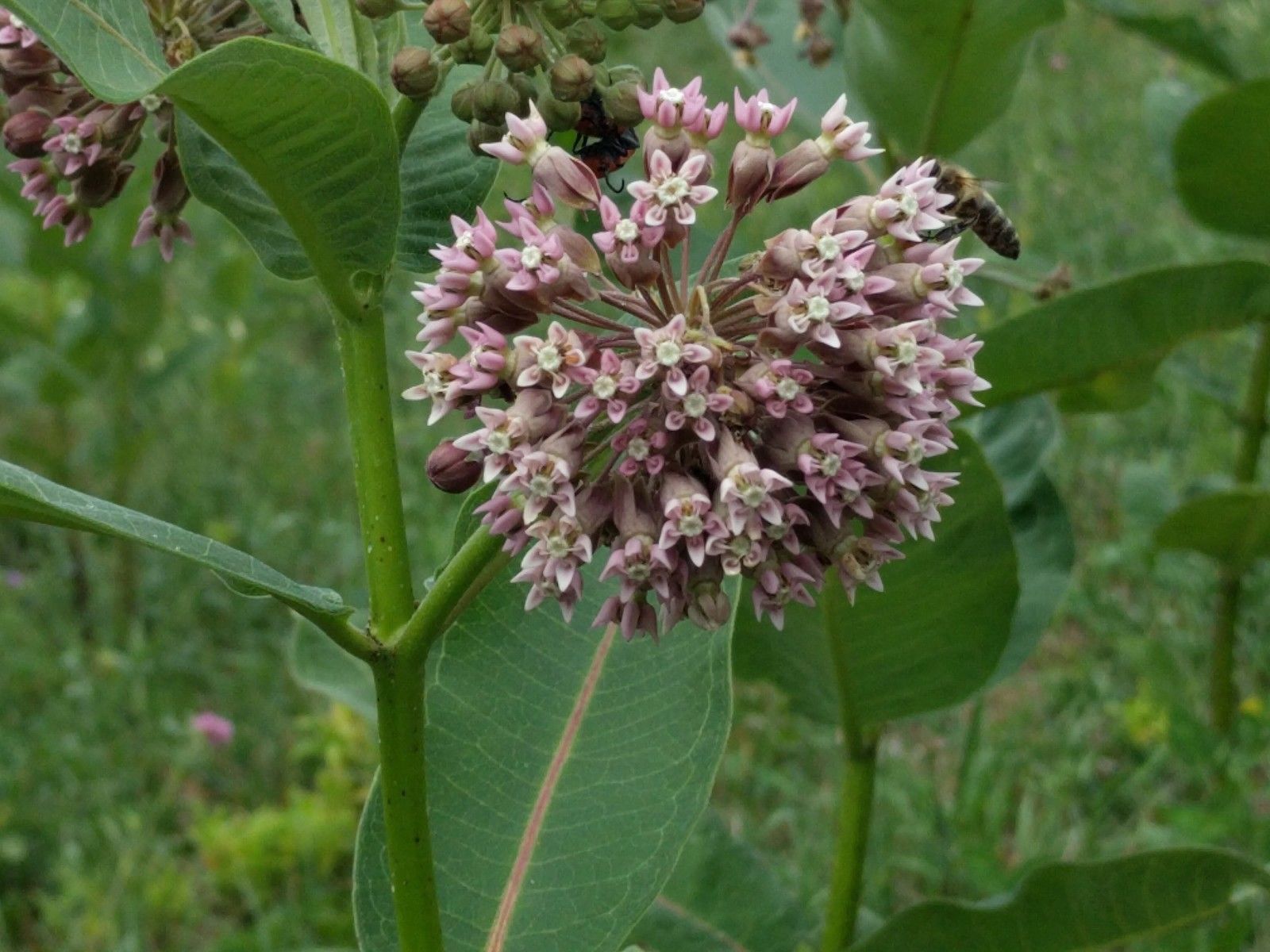 9 Common Milkweed Clay Seed Balls Asclepias syriaca 2023 Organic