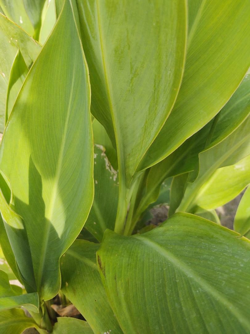 Canna Lily Rhizomes (5), Orange Color Flowers, Best Deal!