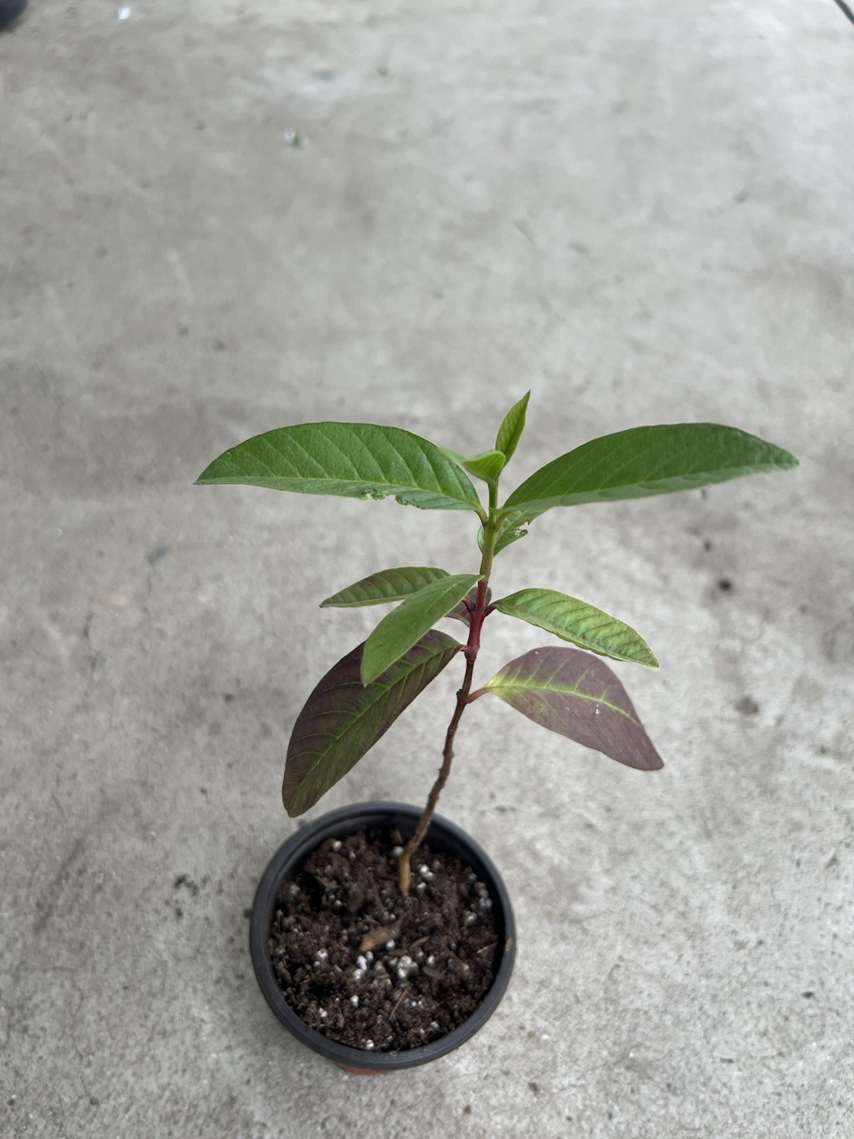 Guava Tree White Guava With Pot 8” Tropical Live Plant Seedling Ready To Plant