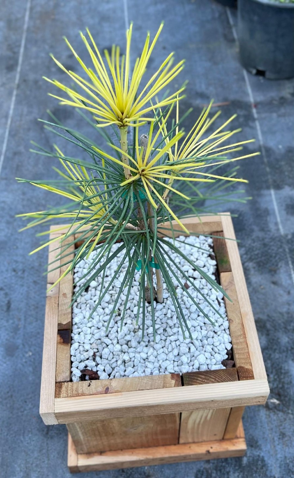 Sciadopitys verticillata ‘Golden Parasol’ (Golden Parasol Umbrella Pine), Rare1
