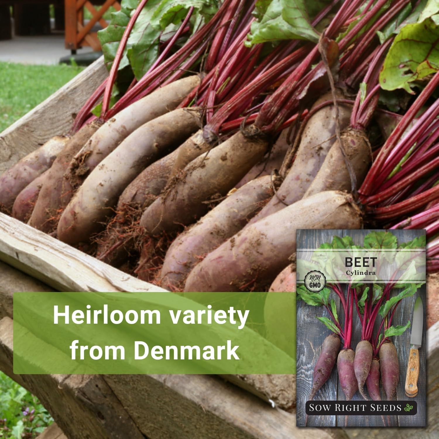 Cylindra Beet Seeds – Heirloom Seeds with Planting Instructions for Home Gardens