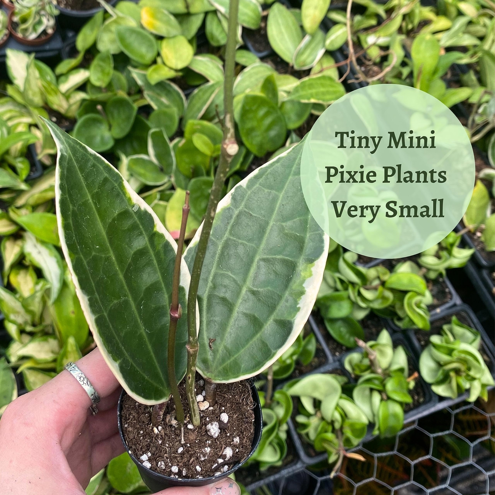 Hoya Variety Assortment Plant Set, Hindu Rope, Varigated Australis, Lisa, Pubica
