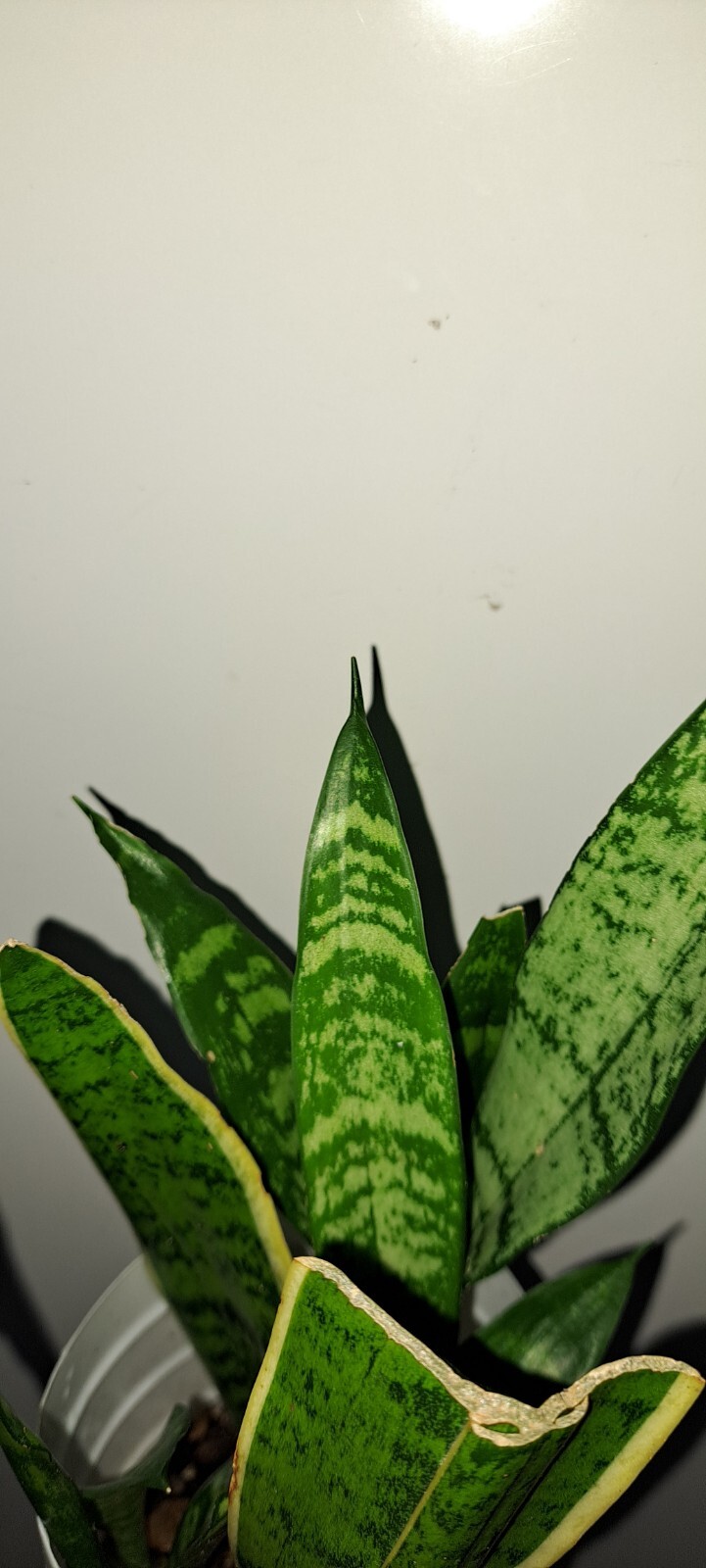 Snake plant, you’re getting two plants with roots for good measure