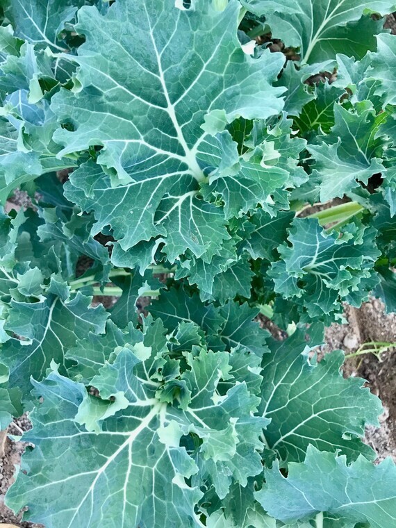 500 DWARF SIBERIAN KALE SEEDS ~ heirloomseedguy ~ 2026 ~ NON-GMO