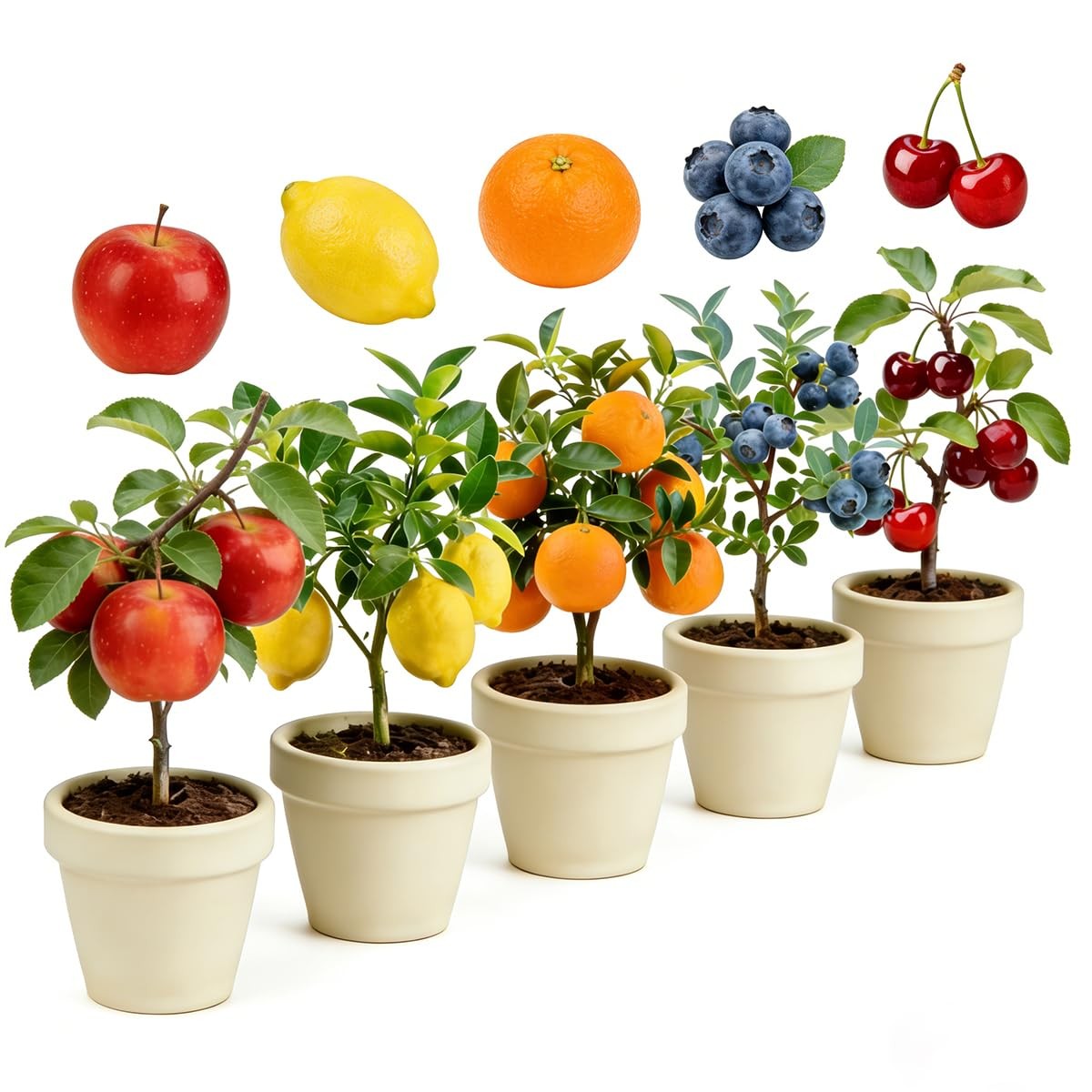 Mixrug Mix Dwarf Bonsai Fruit Tree Seeds for Planting, 40+ Apples Mixed