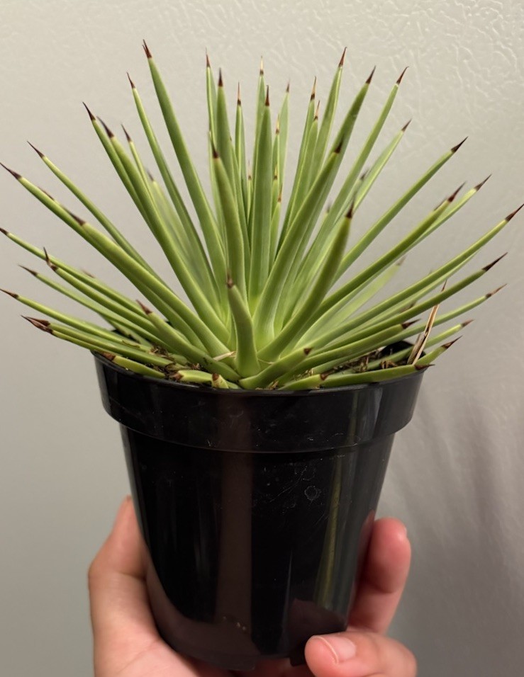 Agave stricta