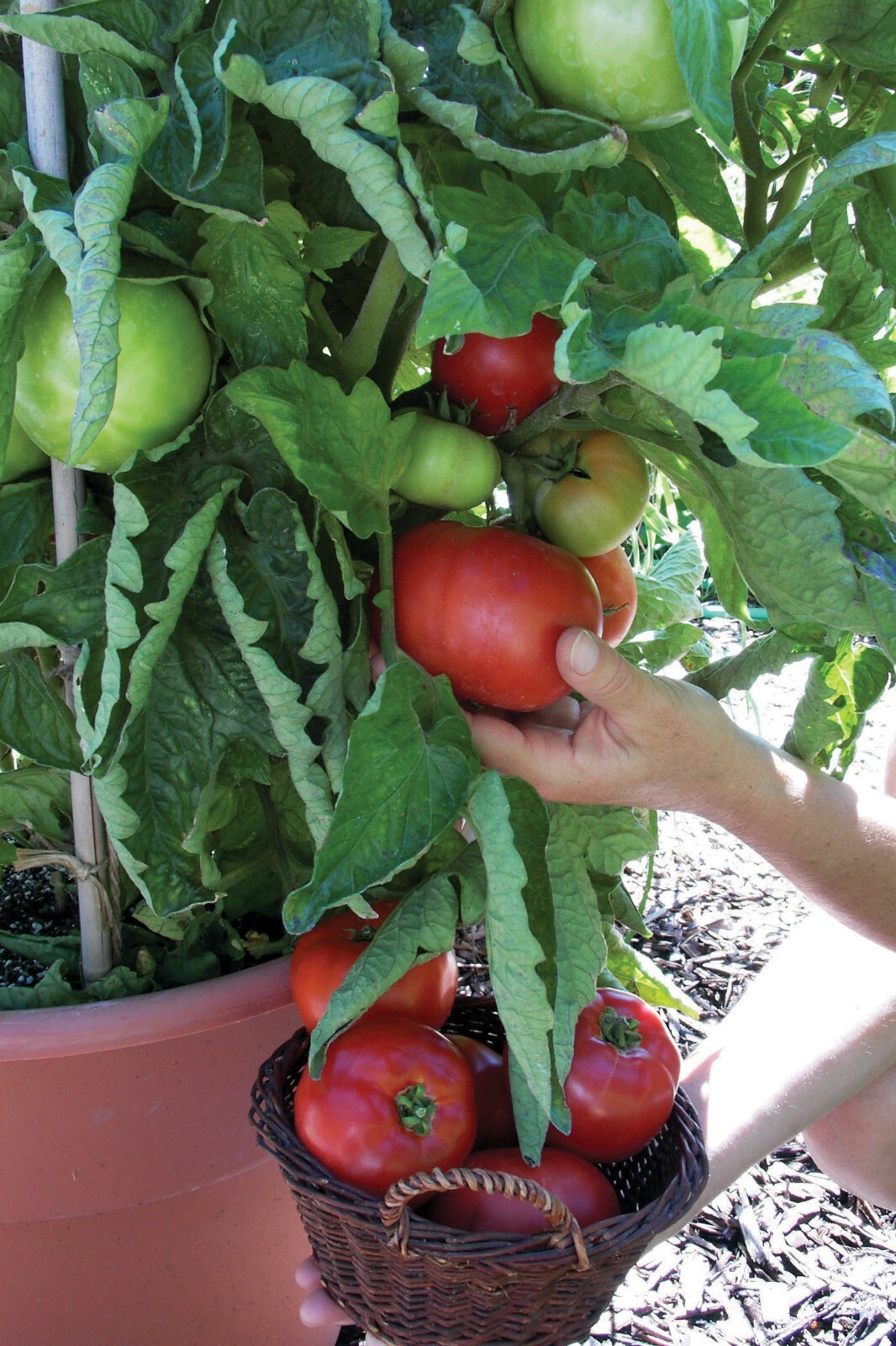 26+Patio BUSH TOMATO Seeds Organic Compact 36″ Plant Vegetable Garden Container