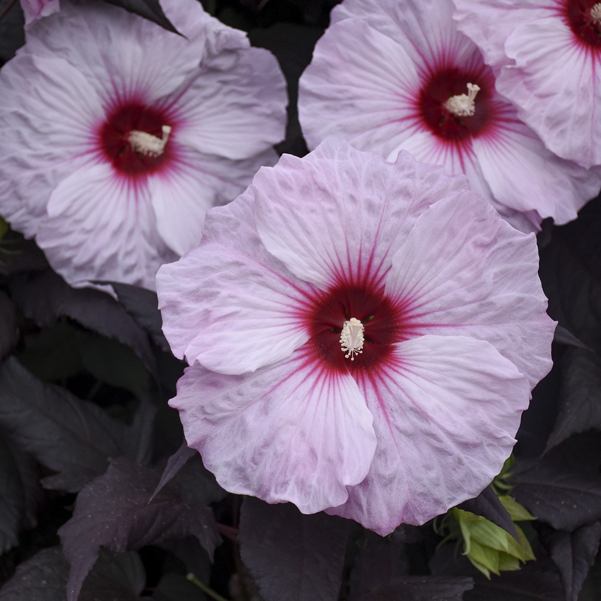 bush hibiscus DARK MYSTERY flower hardy perennial 2.5″ pot = 1 Live Potted Plant