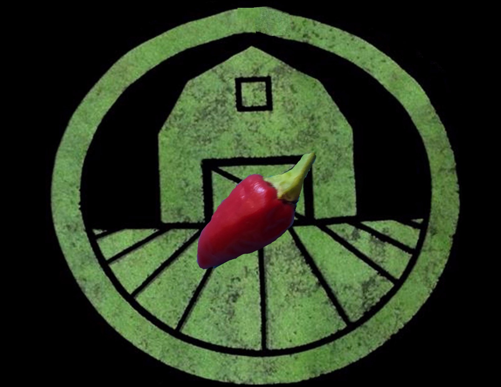 10+ Pequin Pepper seeds (organic chili, chile)