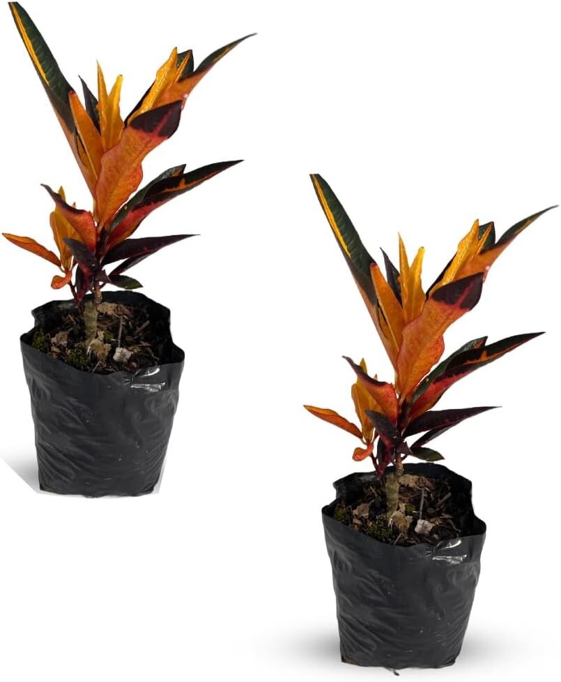 Crotton Peach (2pack) by LEAL PLANTS ECUADOR | Natural Décor Indoor Plant