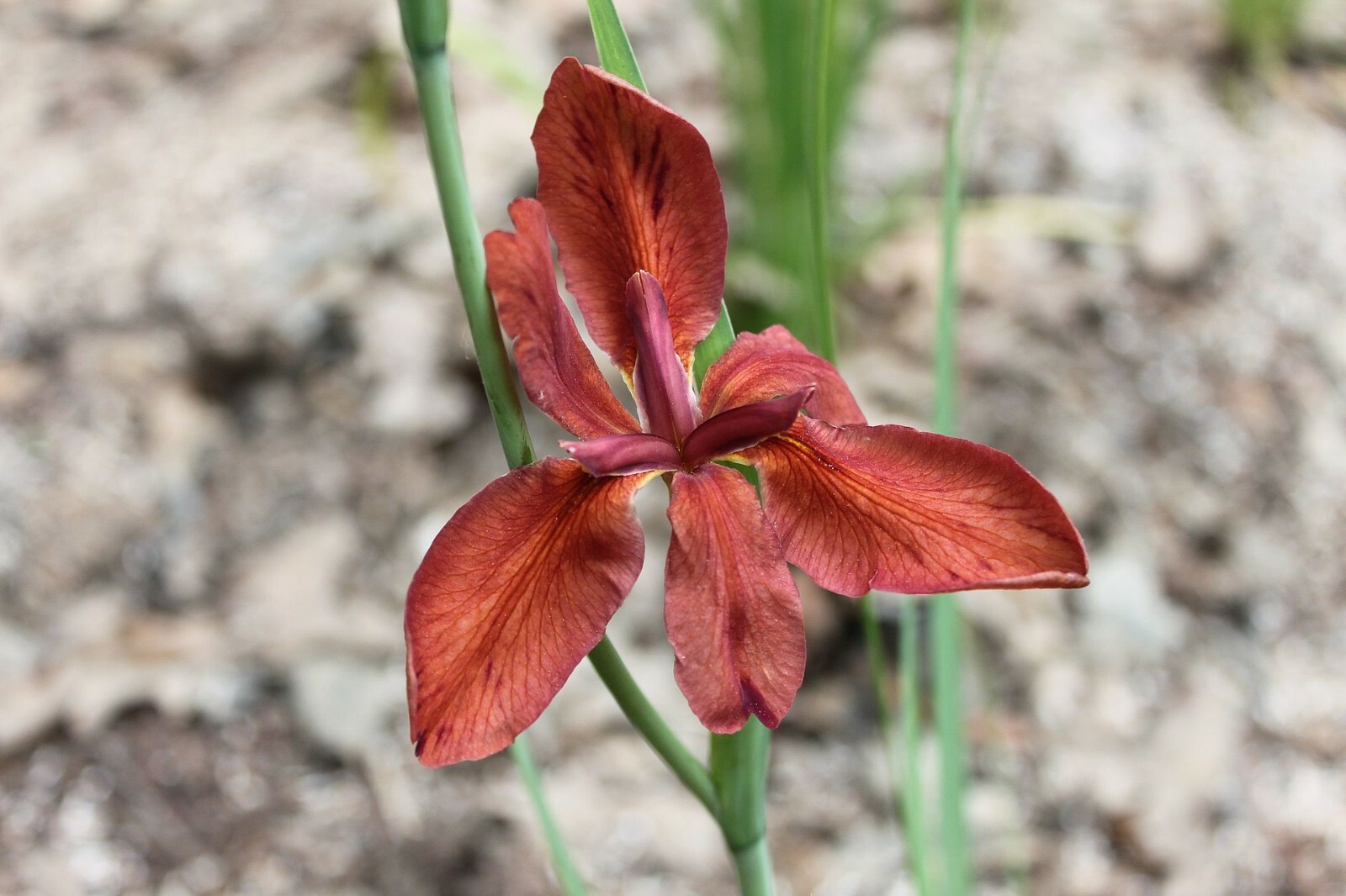 Live Red Iris Aquatic Marginal Pond Plant