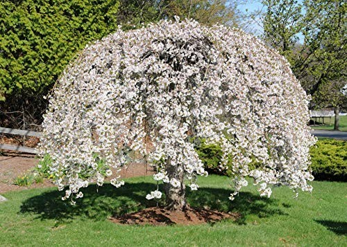 Weeping Cherry Tree Prunus x yeodensis shidare yoshino
