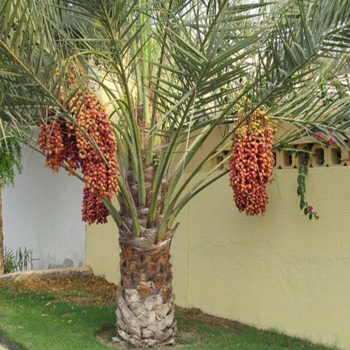 10+ Ajwa Dates Palm Tree Seed Fresh Exotic Palms Seeds