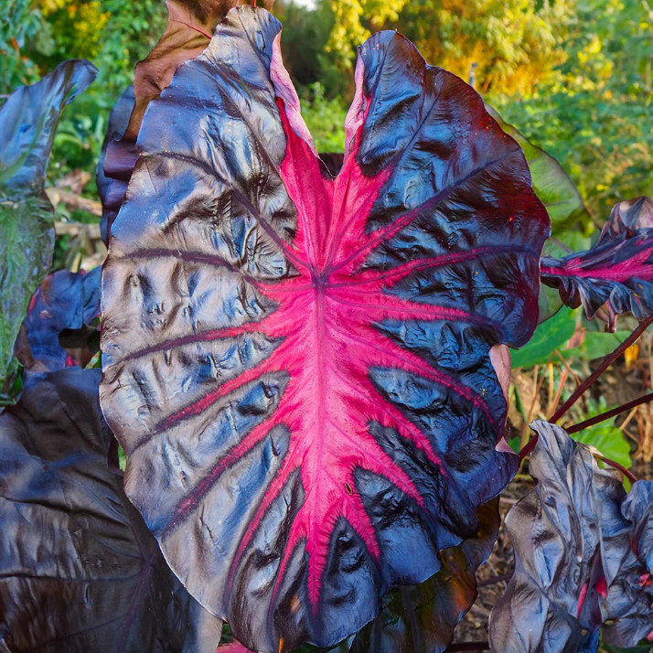 Colocasia Redemption Plant – 5-10″ Tall – Dark Red Elephant Ear Tropical Plant