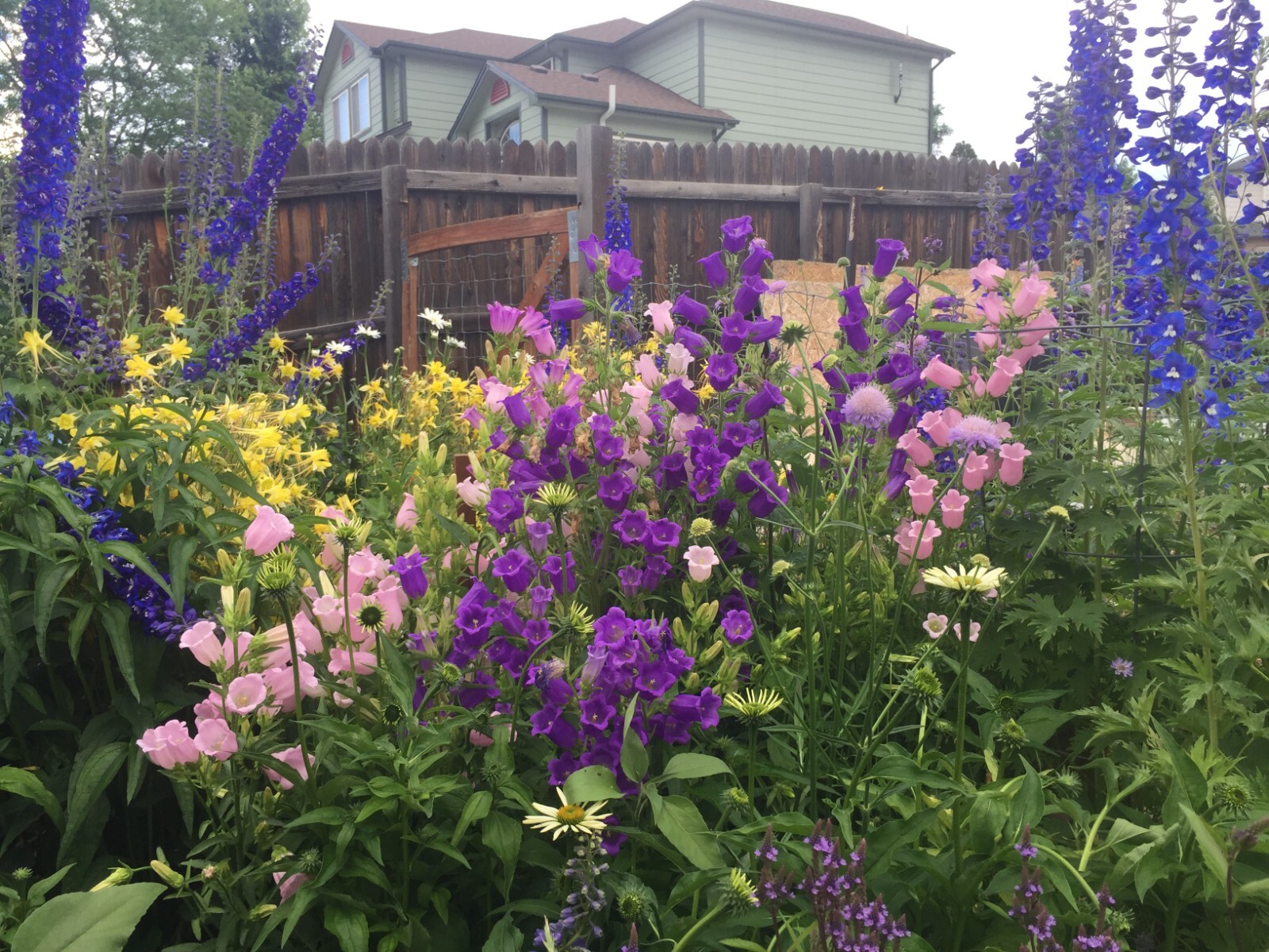 400 seeds CANTERBURY BELLS MIX colors Campanula Seeds from my garden + Gift