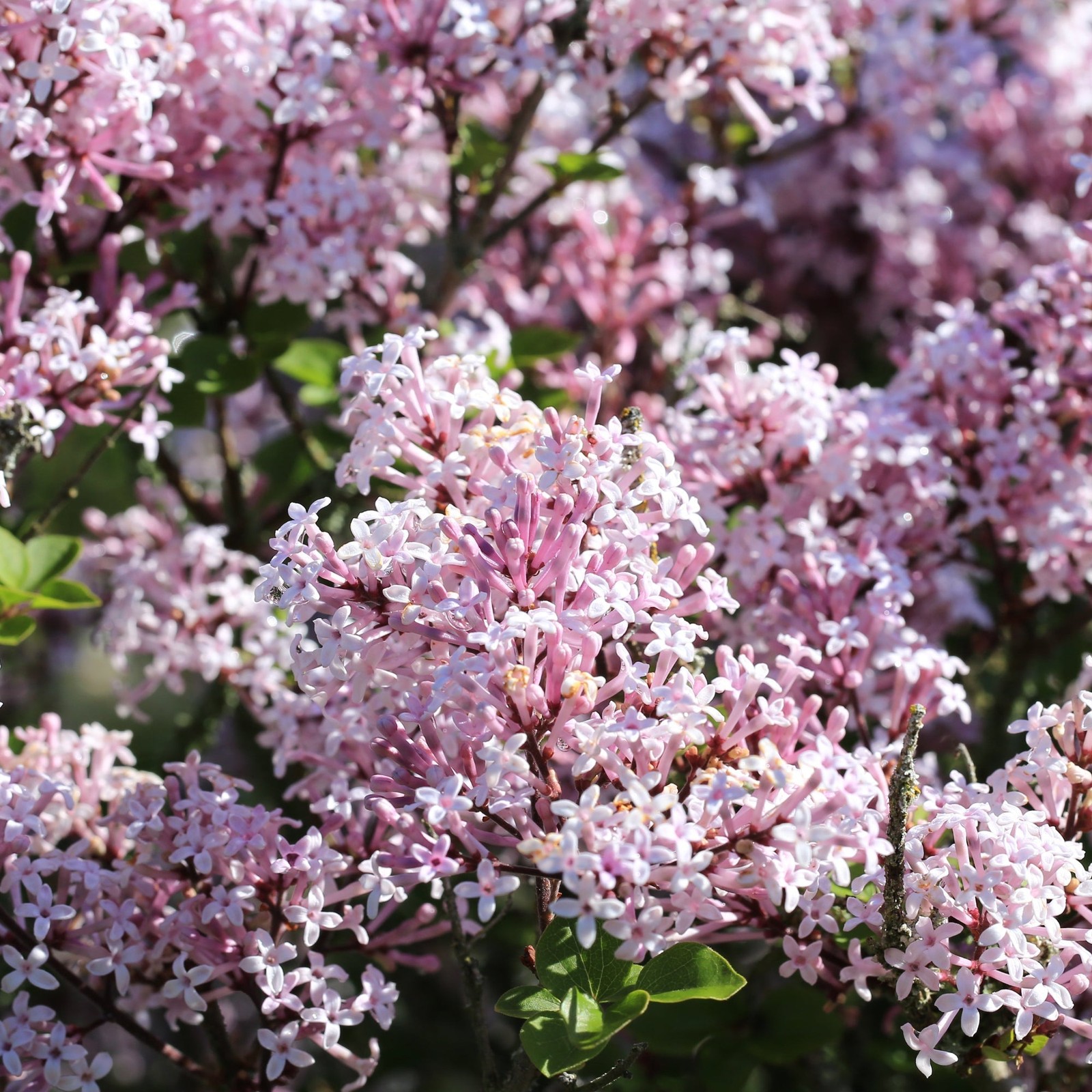 Lilac Syringa Miss Kim 1 Potted Shrub Plant Rooted in Quart Pot, Easy to Grow