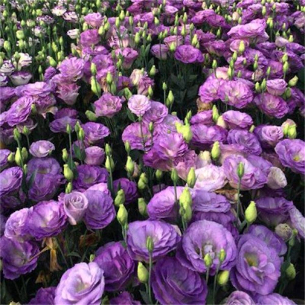 20 SEEDS purple LISIANTHUS (Prairie Gentian) Eustoma flower plant bed USA Seller