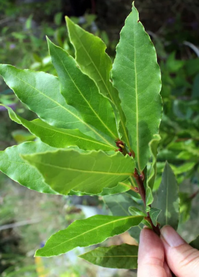 4 Live Bay Leaf Trees – Laurus nobilis – 12″ Tall – 3″Pots – Culinary Herb Trees